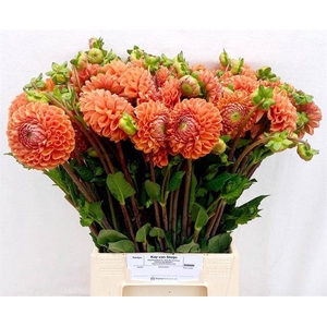 Dahlia Cornel Bronze