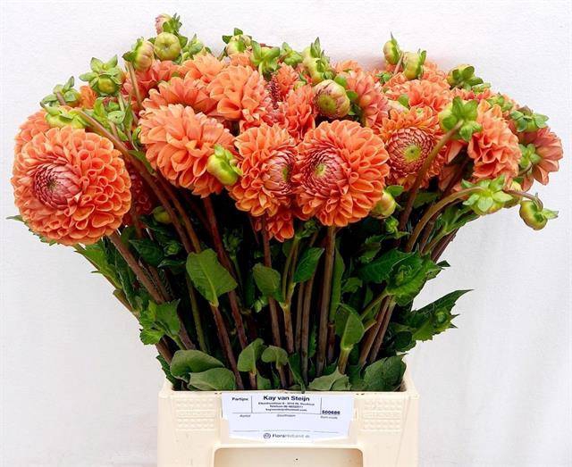 Dahlia Cornel Bronze