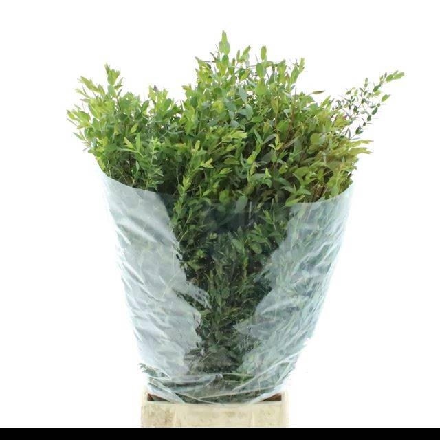 <h4>EUC PARVIFOLIA P BS</h4>