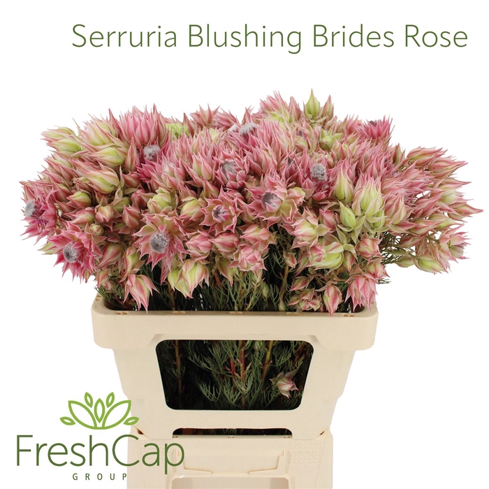 <h4>Serruria Blushing Brides Rose 6-9 Flwrs</h4>