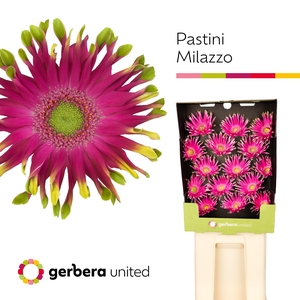 Gerbera Pastini Milazzo Diamond