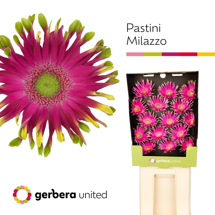 <h4>Gerbera Pastini Milazzo Diamond</h4>
