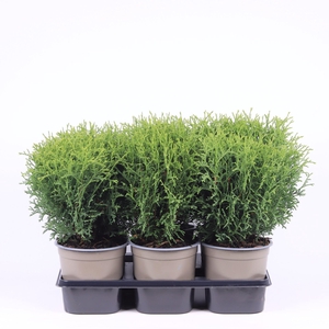 Thuja Tiny Tim