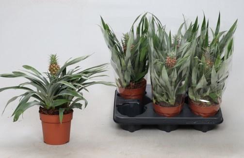 <h4>ANANAS ROSITA</h4>