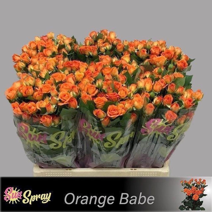 <h4>Rosa spray babe</h4>