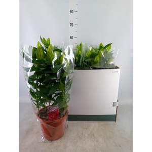 Lilium ori. 'Sunny Robyn'