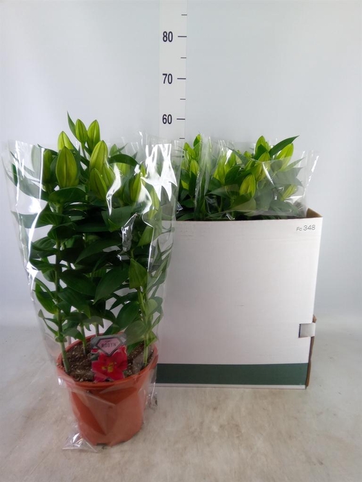 <h4>Lilium ori.  'Sunny Robyn'</h4>