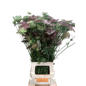 DAUCUS CAROTA DARA