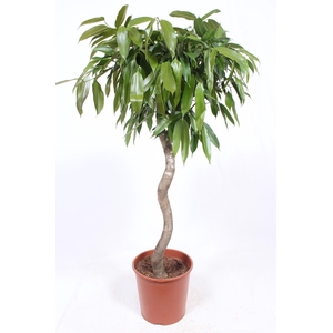 Ficus Amstel King