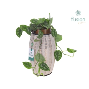 Lantaarn hout met Scindapsus