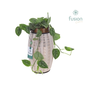 Lantaarn hout met Scindapsus