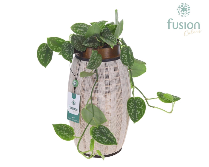 <h4>Lantaarn hout met Scindapsus</h4>