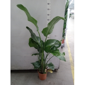 Strelitzia nicolai