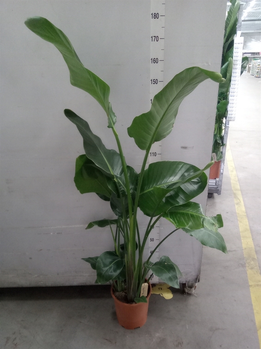 <h4>Strelitzia nicolai</h4>