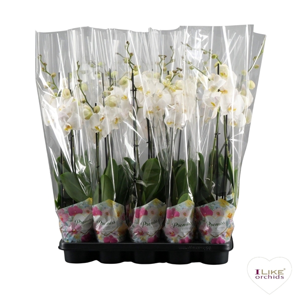 <h4>Phalaenopsis Wit-gele lip - 2 tak 70cm in Promiss</h4>