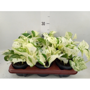 Epipremnum pinn. 'Happy Leaf'