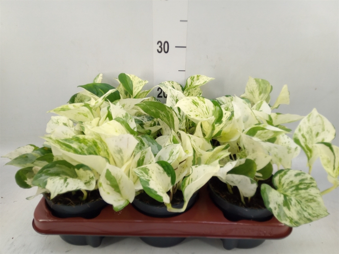 <h4>Epipremnum pinn. 'Happy Leaf'</h4>