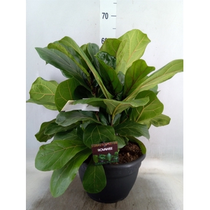 Ficus lyrata