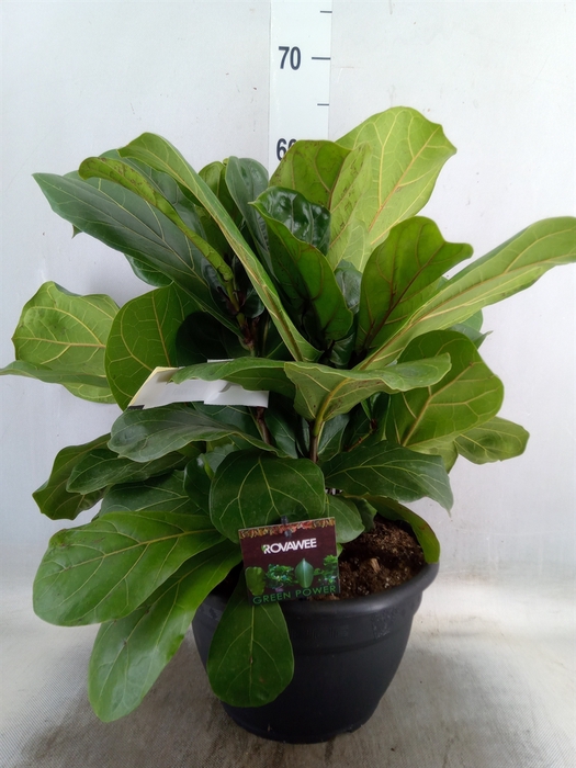 <h4>Ficus lyrata</h4>