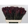 Leucadendron Saf Sunset Dark R.
