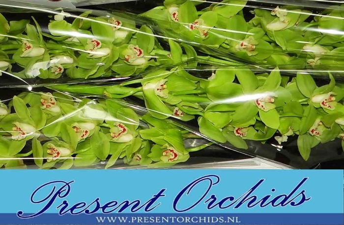 <h4>CYMB T NOAH</h4>