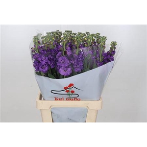MATTHIOLA IRON PURPLE