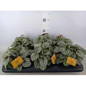 Peperomia