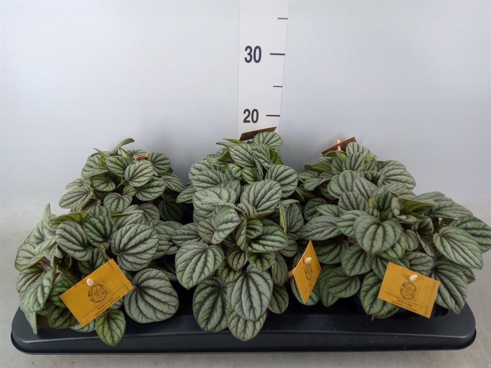 <h4>Peperomia</h4>