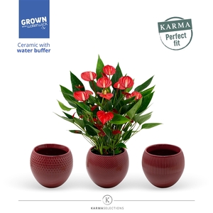 Anthurium - Karma Million | sierpot + patroon