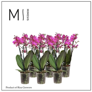 Phalaenopsis Multi Dark Pink 3 spike - 12cm | Mimesis