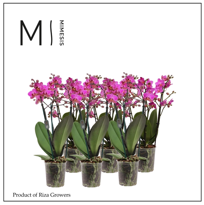 <h4>Phalaenopsis Multi Dark Pink 3 spike - 12cm | Mimesis</h4>