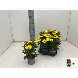 OSTEO GELATO PINEAPP