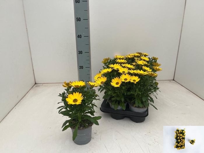 <h4>OSTEO GELATO PINEAPP</h4>