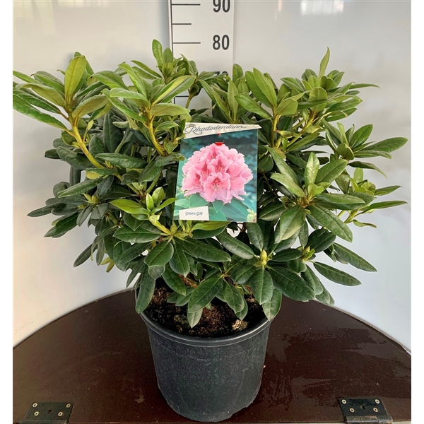 <h4>Rhododendron 'Bergensiana' pink</h4>