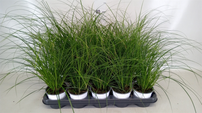 <h4>Carex brunnea</h4>