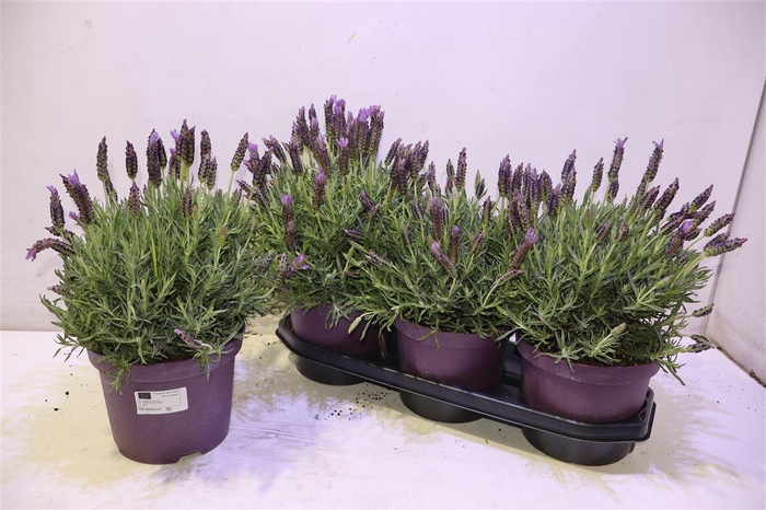 <h4>arr8 Lavan Stoechas</h4>