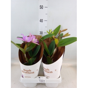 Cattleya   ...