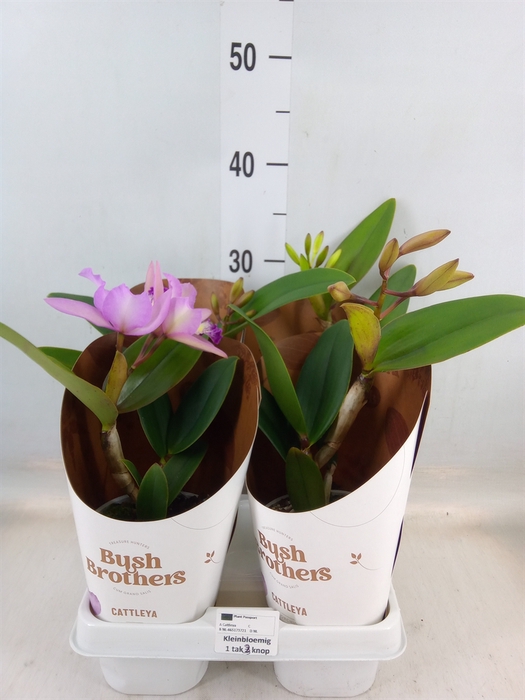<h4>Cattleya   ...</h4>
