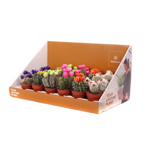 Cactus stro disco 8,5 cm in showdoos your lifetime plant