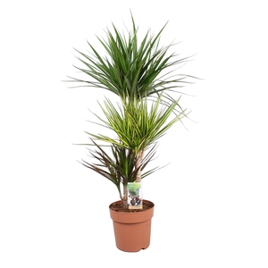 Dracaena Carnaval 60-30-15