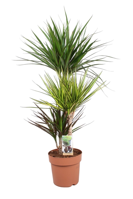 <h4>Dracaena Carnaval 60-30-15</h4>