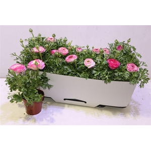 Ranun Sprink Vio Bic