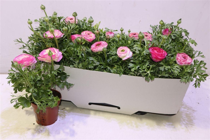 <h4>Ranun Sprink Vio Bic</h4>