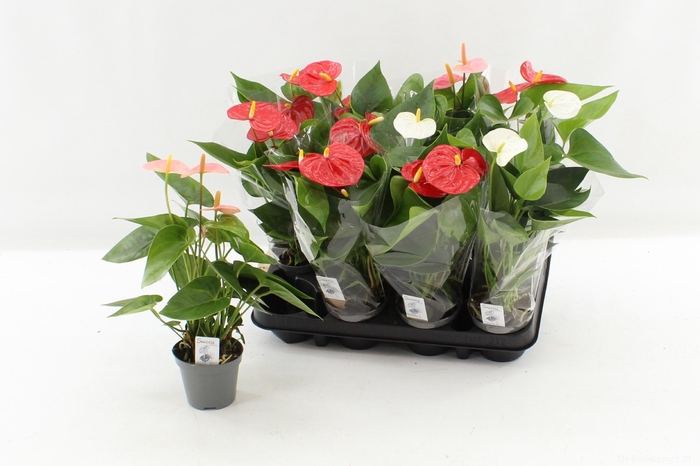 <h4>ANTHU AN GEM 4 KL</h4>