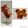 Cymbidium Orange/Gold 8/11 Bl pst