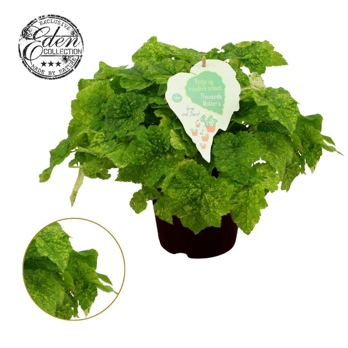 <h4>Tolmiea Menziesii 15cm</h4>