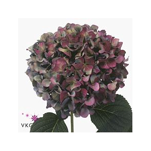 Hydrangea pimpernel classic