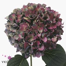 <h4>Hydrangea pimpernel classic</h4>