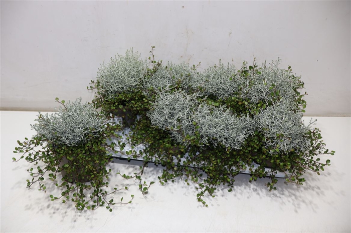 <h4>Leucoph Brownii + Muehlenbeckia</h4>