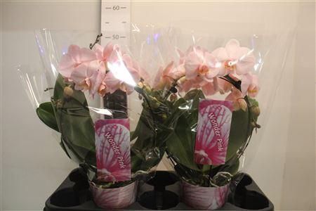 <h4>Phal **paint** Wonder Pink Bog 2 Branches 18+</h4>
